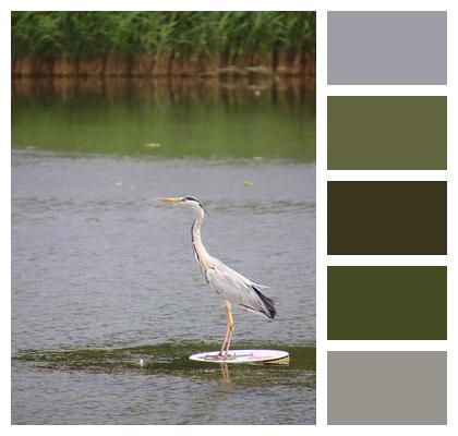 Grey Heron Lake Bird Image